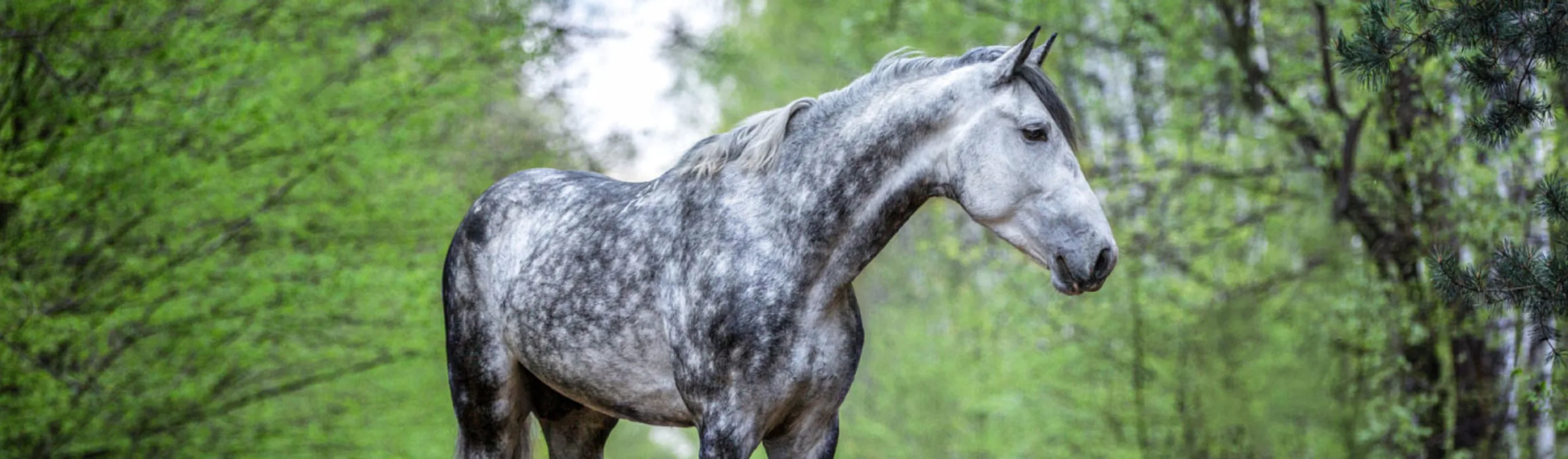 Dapple gray horse standing against green tree background.